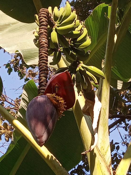 sitio-venda-marimba-betim-1056338