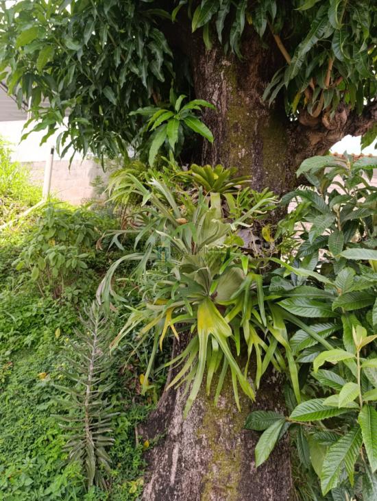 casa-venda-guanabara-ptb-1042967