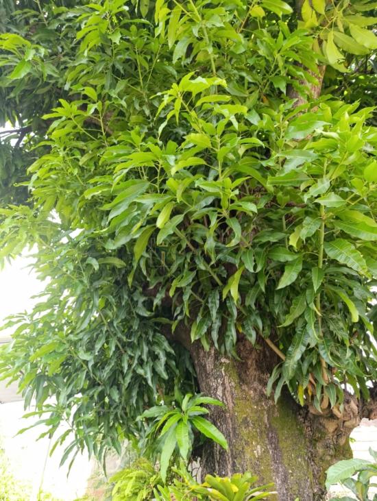 casa-venda-guanabara-ptb-1042968