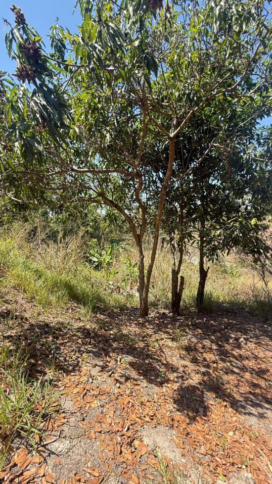 sitio-venda-bandeirinhas-betim-1052466